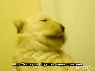 Маленький свистун