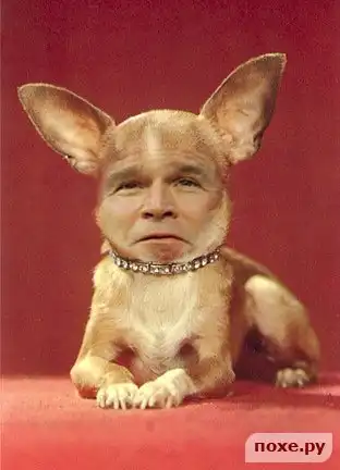 Буш. Полный Фотосет))