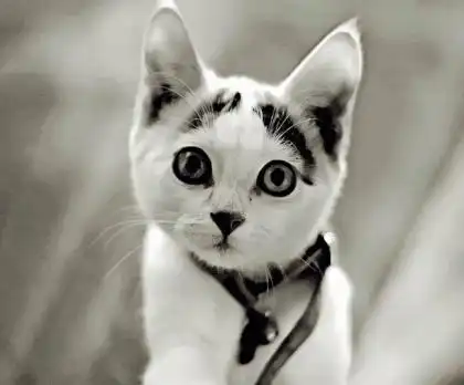 Эти прекрасные животные.