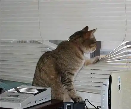 Позитиффная подборка кошаков