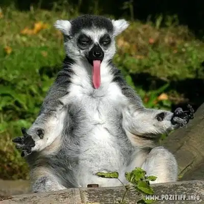 Подборка анеков