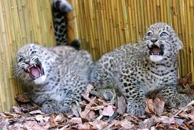 Пятнистая малышня