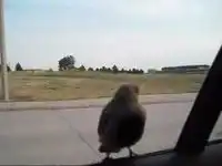 Птичка путешественница