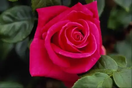 немного цветов....