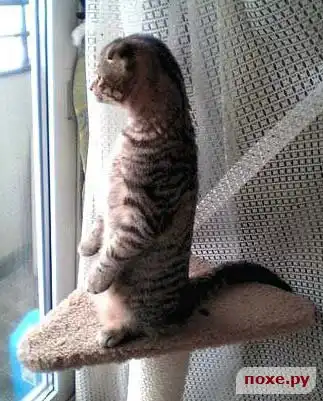 Кошарики...)