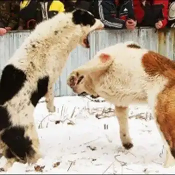 Кровавые разборки...