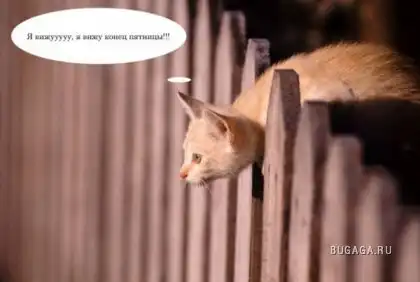 С пятницей Вас друзья