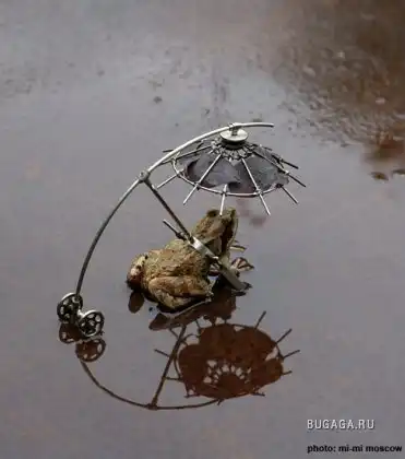 Летающие лягушки