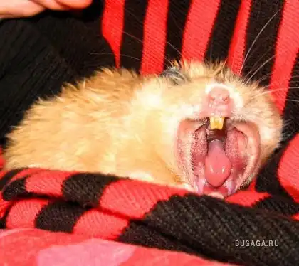 СеФные животные...)))