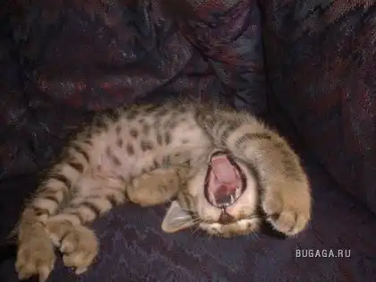 Спящие котейки