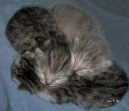 Спящие котейки