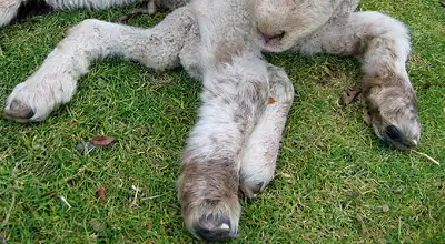 В Новой Зеландии родился ягненок с семью ногами.