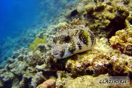 Фото с красного моря