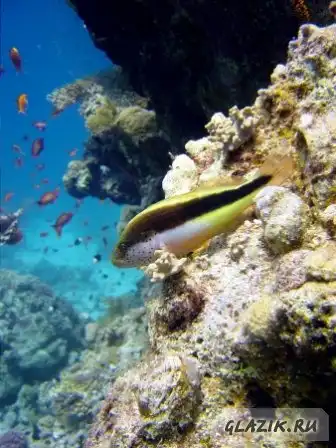 Фото с красного моря