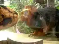 Мартышка и питон