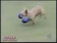 Веселая нарезка про собак