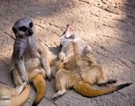 Веселые картинки