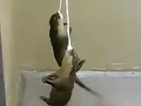 Рыбалка на выдр. Животные прутся