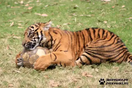 Животинка :)