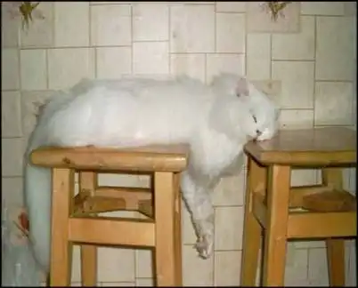 Ох уж эти кошки