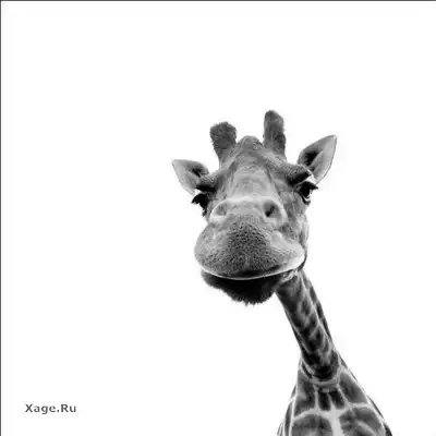 И снова эти милые животные!!!!