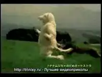 Рекламный ролик Ниссана