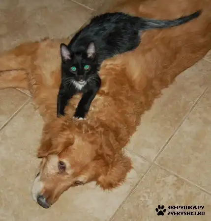 Маленькие существа )