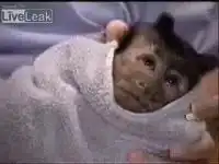 Обезьяна не хотела принимать лекарства!