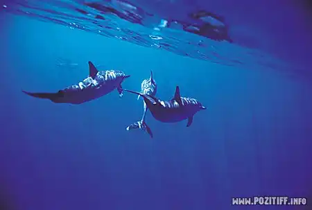 На глубине...