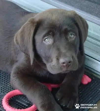 ИМ НУЖНА НАША ПОМОЩЬ!!!!!