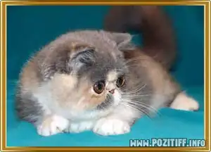 Как определить кошатника?