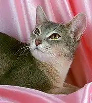 Породы кошек