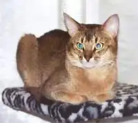 Породы кошек