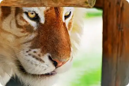 Золотистый тигр