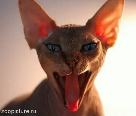 животные говорят