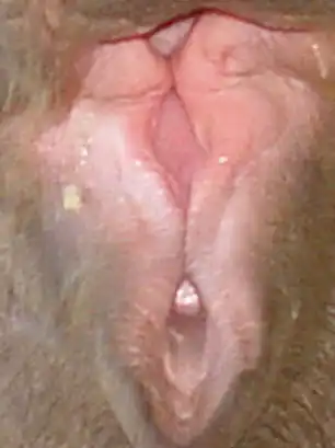 Тестируемся на пошлость)))