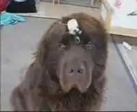 Сверхнаглость!