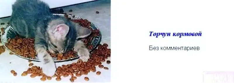 Коты-торчуны.