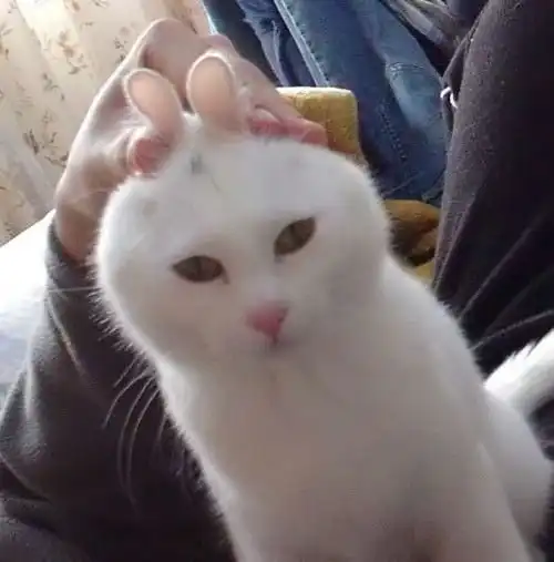 Смешные кролики