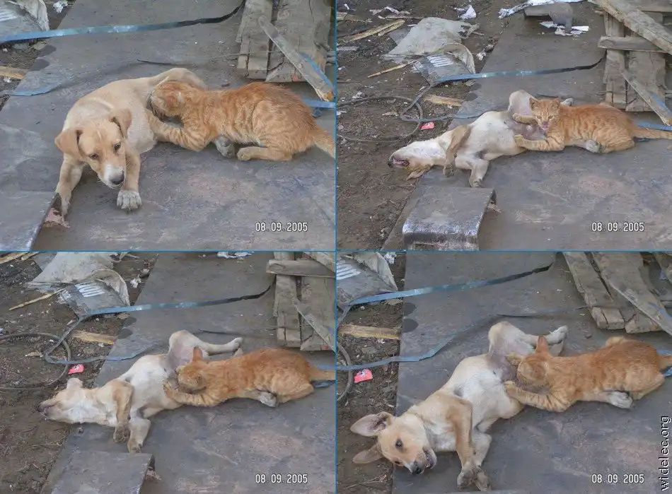 Пес и кот (9 фото)