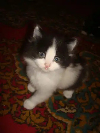 Остался самый милый котик =)