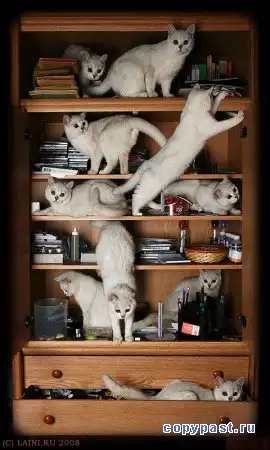 Котофизика