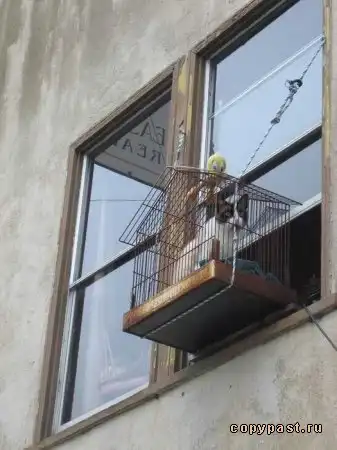 Котофизика