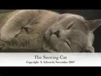 Кот, который умеет храпеть. Не верите, смотрите