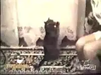 Кот молится. Прикольно