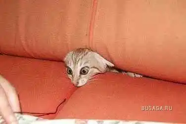 Эти забавние животные