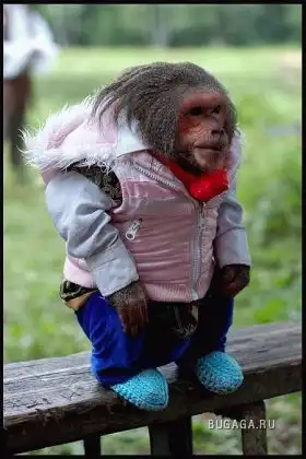 Наши предки,по Дарвину