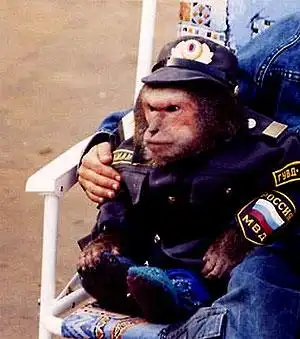 20 способов шокировать ГИБДДшника+Бонус