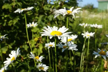 Сказка на ночь...