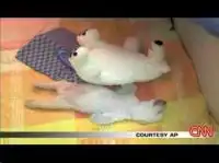 Маленький мишка. Позитив